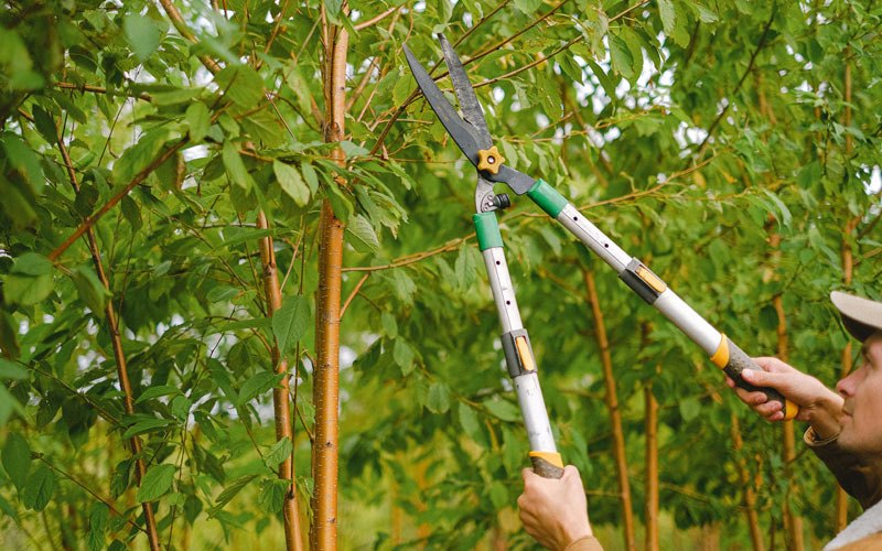 Tree trimming in Lemhi, ID